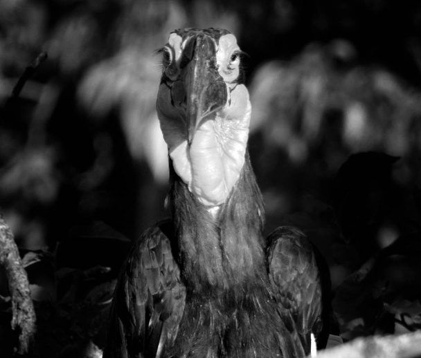hornbill solo sul (Bucorvus leadbeateri) - Foto, Imagem