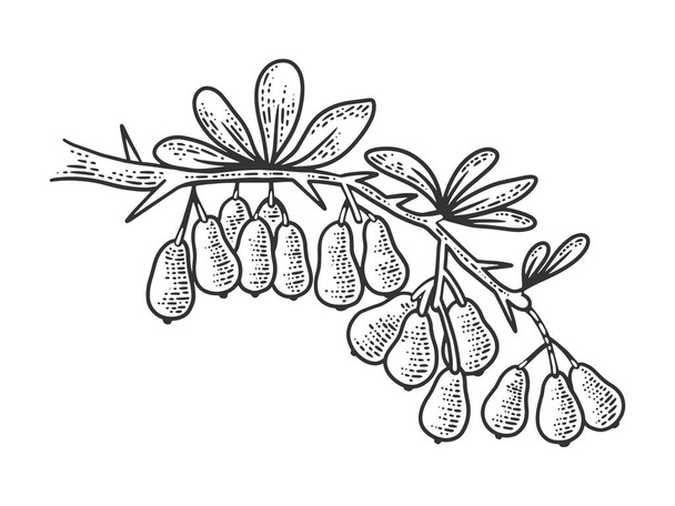Barberry branch sketch engraving vector illustration. Scratch board style imitation. Hand drawn image. - Vector, imagen