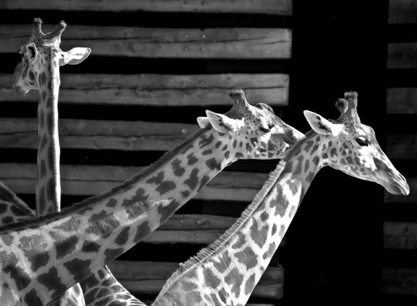 Žirafa je nejvyšší suchozemské zvíře na světě a může dorůst až 5,5 metru vysoké. Zvláště má rád akátové listy a používá svůj štíhlý 45 cm dlouhý jazyk, aby proklouzl mezi trny. - Fotografie, Obrázek