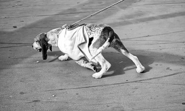 Honden aan leiband trekken - Foto, afbeelding