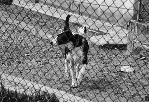 Köpek kulübesi köpek kilitli - Fotoğraf, Görsel