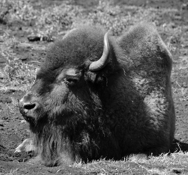 Бізон - це великі, парні копитні в роді Bison в підродині Bovinae.. - Фото, зображення
