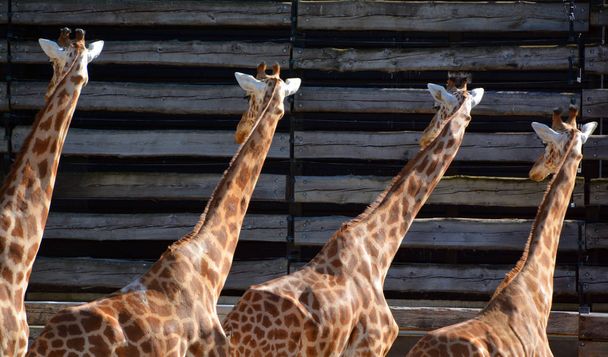 A girafa é o animal terrestre mais alto do mundo e pode crescer até 5,5 metros de altura. É particularmente apaixonado por folhas de acácia e usa sua língua delgada de 45 cm de comprimento para escorregar entre os espinhos.
 - Foto, Imagem