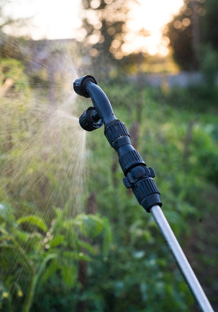 Садовый распылитель поливает водой молодые помидоры - Фото, изображение