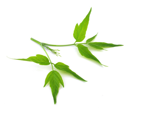 Twig with green leaves - Fotografie, Obrázek