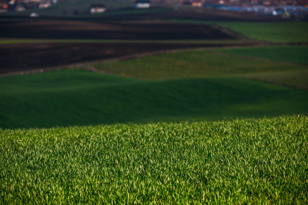 Rolling hills in spring. Agricultural farmland. - Photo, image