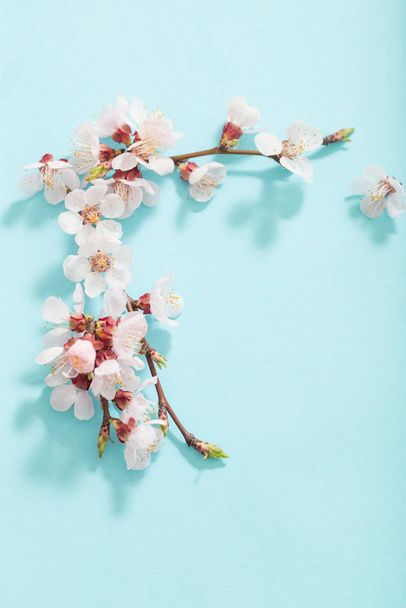 pink cherry flowers on blue background - Foto, Imagen