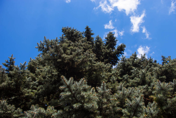 Crone of the Colorado blue spruce - Photo, Image