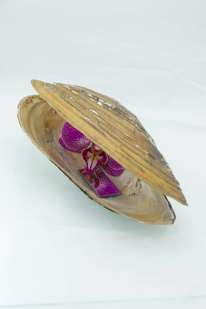 Violetti orkidea ja pieni peili keskellä makeanveden simpukan kuorta. Naisten terveyden käsite
. - Valokuva, kuva