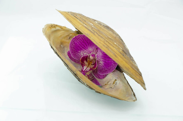 Violetti orkidea keskellä makean veden simpukankuorta. Naisten terveyskäsite. Minimalismi
. - Valokuva, kuva