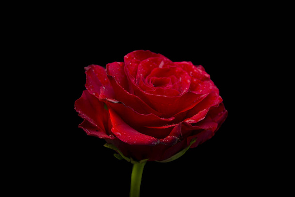 Червону троянду ізольовано на чорному прапорі. - Фото, зображення
