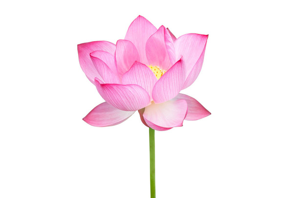 Lotus kukka eristetty valkoisella pohjalla. Tiedosto sisältää leikkauspolulla niin helppo työskennellä
. - Valokuva, kuva