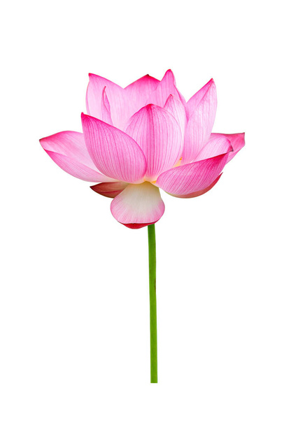 Růžový lotos květiny izolované na bílém pozadí. Koncept přírody Pro reklamní design a montáž. Soubor obsahuje s oříznutou cestou tak snadno ovladatelnou. - Fotografie, Obrázek