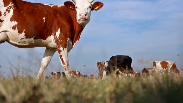 Krávy pasoucí se na zelené louce - Záběry, video