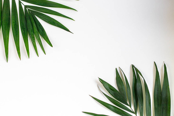 Palm branches on a white background. Suitable for board, postcards. - 写真・画像