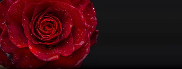 Rosa vermelha com gotas de água vista closeup com modelo de banner preto
 - Foto, Imagem