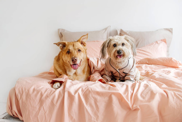 two mixed breed dogs in pyjamas resting on owner bed indoors - Photo, Image
