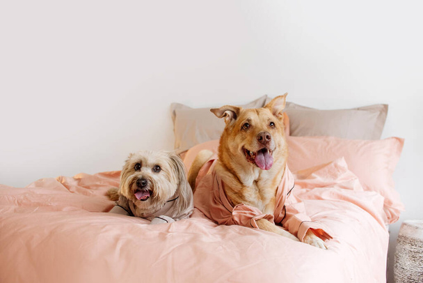 two happy dogs in pyjamas resting on owners bed indoors - Zdjęcie, obraz