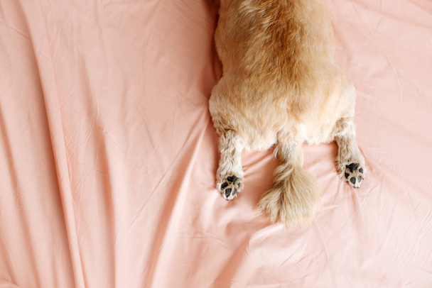 top view of dog lying on a bed on a pink sheet - Fotó, kép