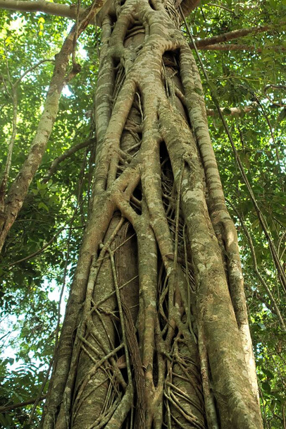 Overgrown roots strangling a tree in the jungle near Siem Reap, Cambodia. - Photo, Image