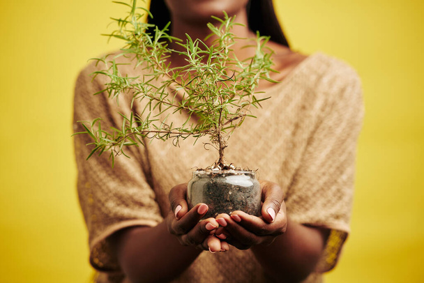 Невпізнавана чорна жінка тримає рослину в скляному горщику, горизонтальний студійний знімок, жовтий фон
 - Фото, зображення