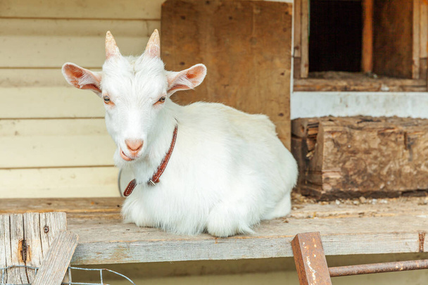Linda cabra chavala relajarse en la granja rancho en el día de verano. Cabras domésticas pastando en pastos y masticando, fondo rural. Cabra en eco granja natural creciendo para dar leche y queso. - Foto, imagen