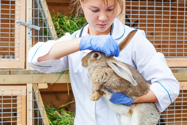 Glückliche junge Tierärztin mit Stethoskop, die Kaninchen auf der Ranch hält und untersucht. Hase in Tierarzthänden zur Kontrolle in einem natürlichen Öko-Bauernhof. Tierschutz und ökologisches Anbaukonzept. - Foto, Bild