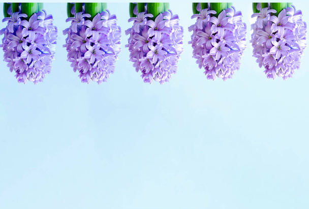 Conceito festivo de flor jacinto em plena floração no fundo azul. Dia dos Namorados ou Dia das Mulheres. Modelo simular de cartão de saudação ou design de texto. Close-up
 - Foto, Imagem