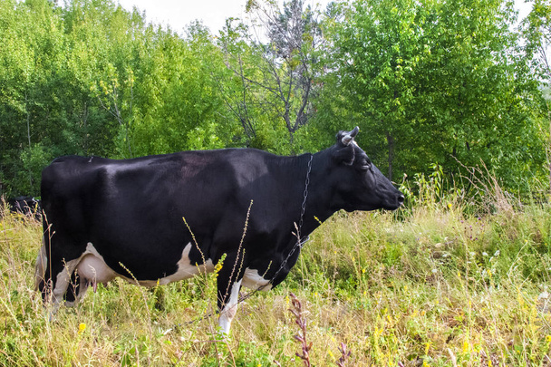 Caw noir pâturage sur une prairie sur fond d'arbres verts
 - Photo, image