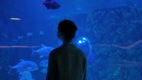 Donna silhouette guardando i pesci in grande acquario pubblico serbatoio - Filmati, video