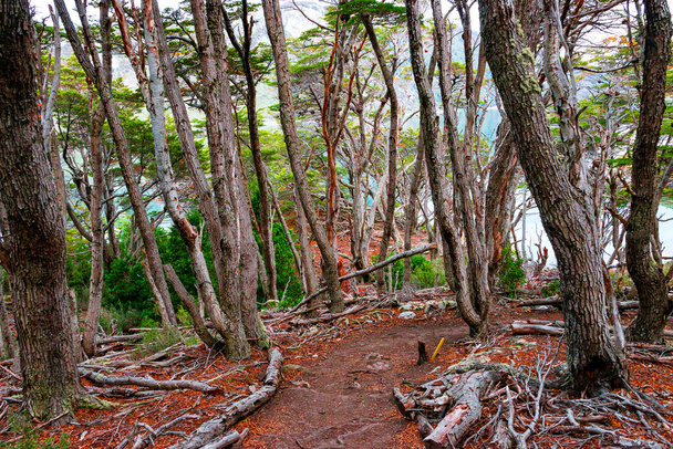 Varázslatos ausztrál magellán szubpoláris erdők és türkiz lagúna - Fotó, kép