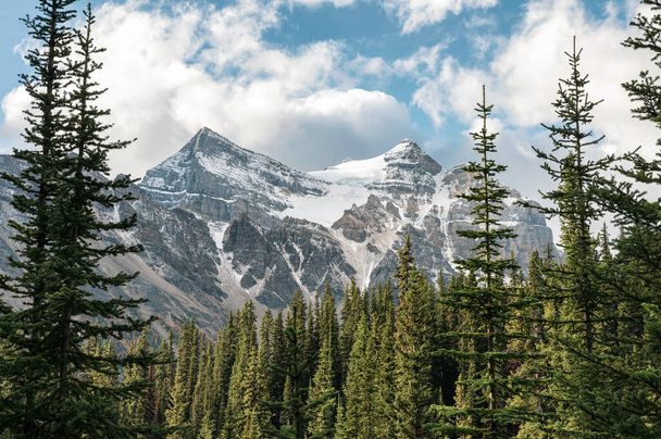 Rocky mountains with pine forest and blue sky at Banff national  - Photo, Image