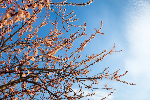 Абрикос blossom гілок
 - Фото, зображення