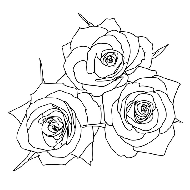 Three Roses in hand drawn style - Vector, Image