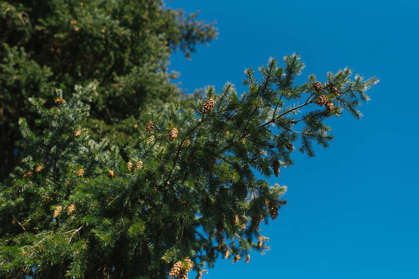tűlevelű fa kúpokkal a háttérben a tiszta kék ég - Fotó, kép