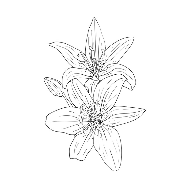 Çiçek tasarımı ögesi ve el çizimi, vektör illüstrasyonu - Vektör, Görsel