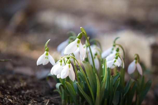 Spring is here  snowdrops in the forest - Photo, Image