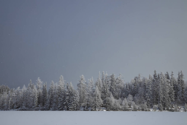hiver forêt paysage neige temps météo nature nature extérieur vue panoramique
 - Photo, image