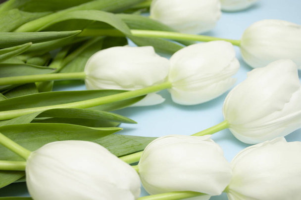 Białe tulipany są rozrzucone na pastelowym niebieskim tle. Prezent na Dzień Matki, Walentynki, Dzień Kobiet. Pustka na baner. - Zdjęcie, obraz