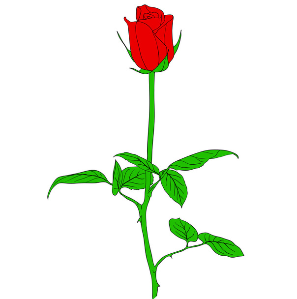 Una rosa roja en estilo dibujado a mano
 - Vector, Imagen