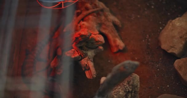 Два бородатих дракона-ящірки, також відомі як Погона, які стоять на скелі в тераріумі під червоним світлом, обіймаючись. СЛУЖЕ ПОТРІБНО. B-roll, BMPCC 4K  - Кадри, відео