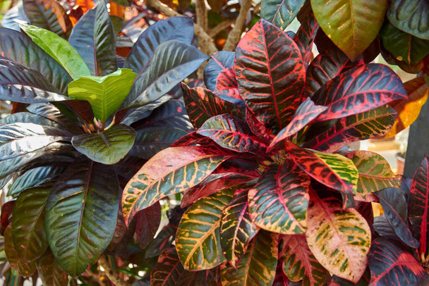 Codiaeum variegatum, Croton, рослина з барвистим орнаментальним листям. Листяна рослина в ботанічному саду.. - Фото, зображення