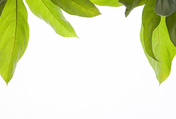 green leaf isolated on white background - Valokuva, kuva