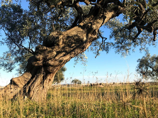Светские оливковые деревья Апулии
 - Фото, изображение