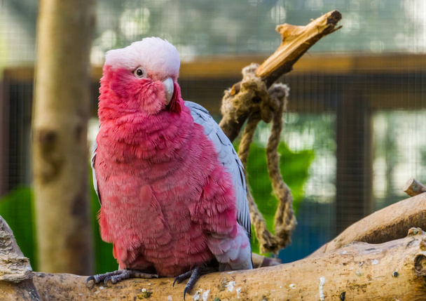 bellissimo primo piano di un cacatua petto di rosa, specie di pappagallo tropicale dall'Australia
 - Foto, immagini