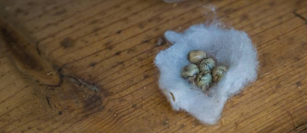 Αυγά από ένα ακανθώδες έντομο φύλλων, τροπικό είδος μπαστούνι από την Αυστραλία - Φωτογραφία, εικόνα