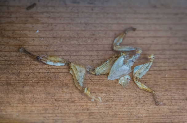 moult of a spiny leaf insect, Bug shedding, tropical walking stick specie from Australia - Photo, Image