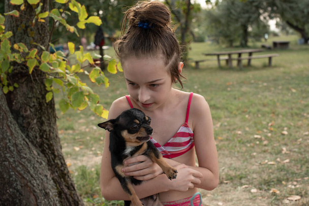 Mały Chihuahua leży w ramionach swojego właściciela. Chihuahua pies w ramionach. - Zdjęcie, obraz