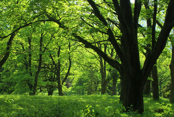 Summer forest - Foto, afbeelding