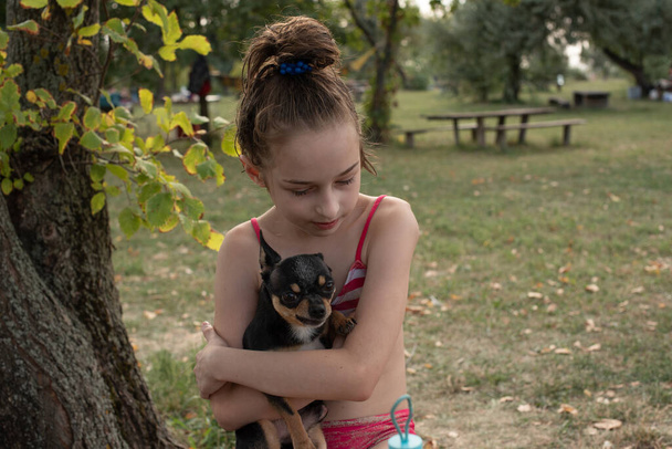Un petit chihuahua est allongé dans les bras de son propriétaire. Chihuahua chien dans ses bras
. - Photo, image